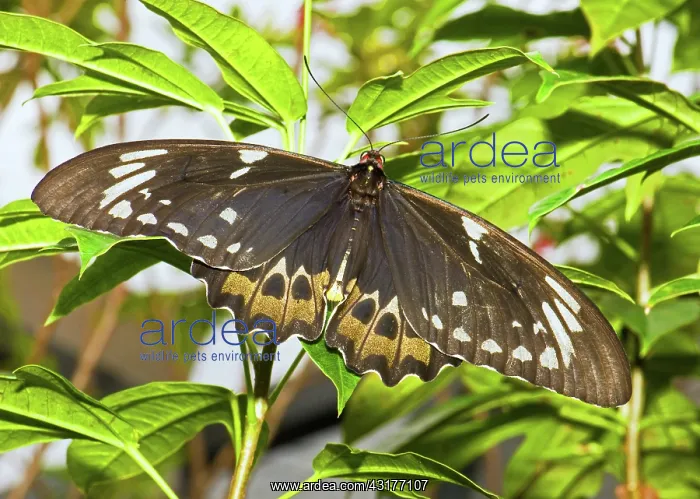 : Common Birdwing Butterfly : Common Birdwing Butterfly
