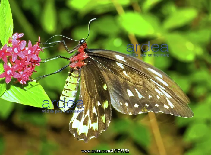 : Common Birdwing Butterfly : Common Birdwing Butterfly