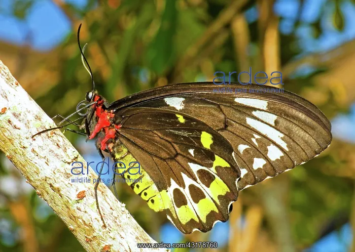 : Common Birdwing Butterfly : Common Birdwing Butterfly