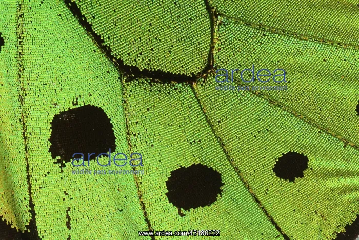 : Common Birdwing Butterfly : Common Birdwing Butterfly