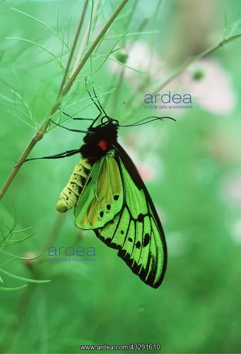 : Common Birdwing butterfly : Common Birdwing butterfly