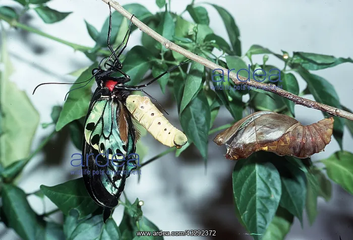 : Common Birdwing Butterfly : Common Birdwing Butterfly