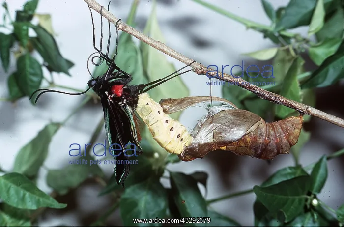 : Common Birdwing Butterfly - Emergence, 2nd of series : Common Birdwing Butterfly - Emergence, 2nd of series