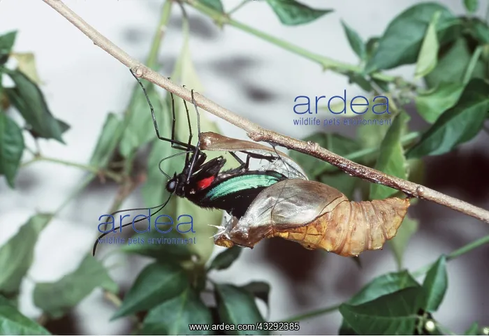 : Common Birdwing Butterfly - emergence : Common Birdwing Butterfly - emergence