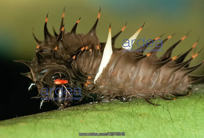 : Common Birdwing Caterpillar : Common Birdwing Caterpillar