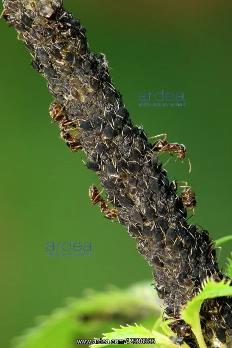 : Common Black / Black Garden Ants feeding on honeydew : Common Black / Black Garden Ants feeding on honeydew