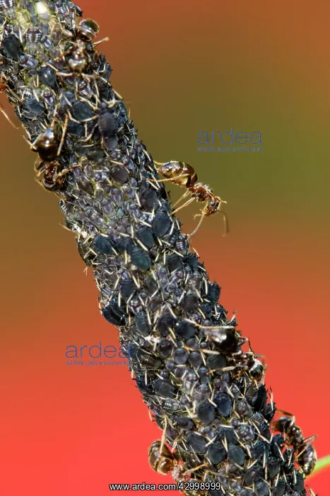 : Common Black / Black Garden Ants feeding on honeydew : Common Black / Black Garden Ants feeding on honeydew