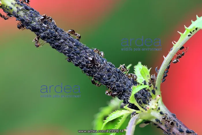 : Common Black / Black Garden Ants feeding on honeydew : Common Black / Black Garden Ants feeding on honeydew
