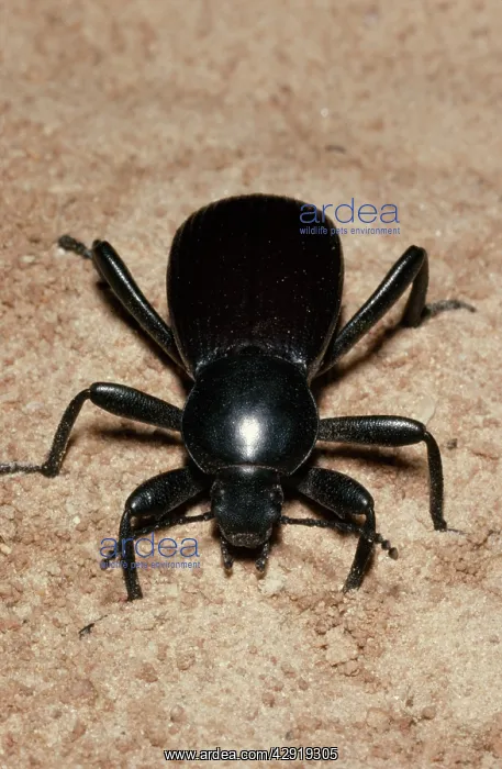 : Common Black Ground Beetle : Common Black Ground Beetle