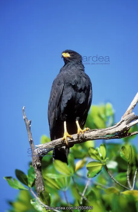 : Common Black HAWK : Common Black HAWK