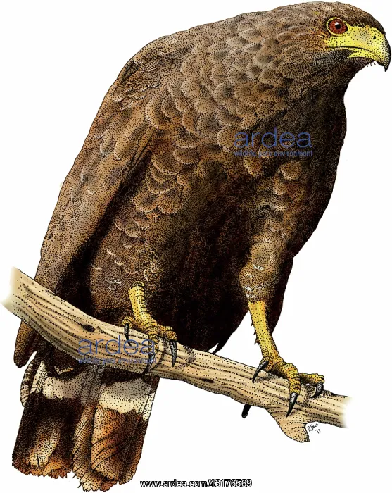: Common Black Hawk : Common Black Hawk