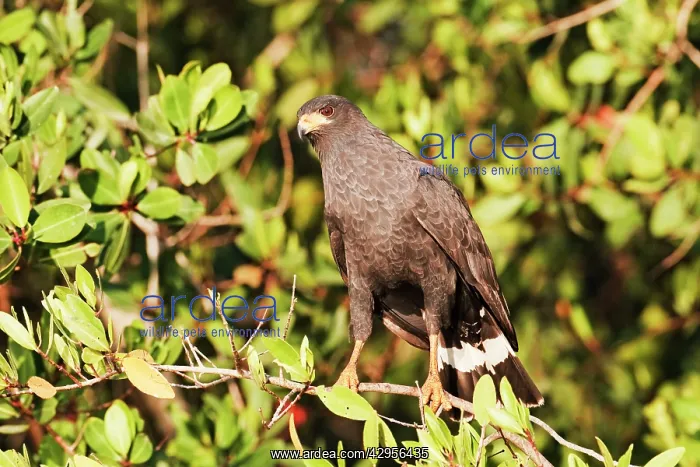: Common Black-Hawk. Adult : Common Black-Hawk. Adult