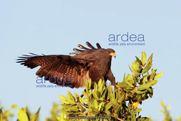 : Common Black-Hawk. Adult : Common Black-Hawk. Adult