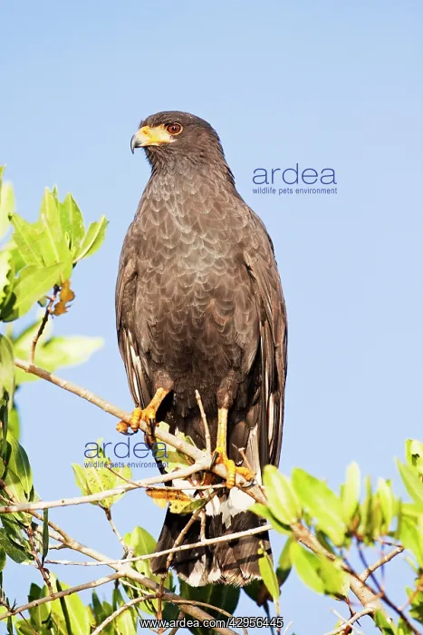 : Common Black-Hawk. Adult : Common Black-Hawk. Adult