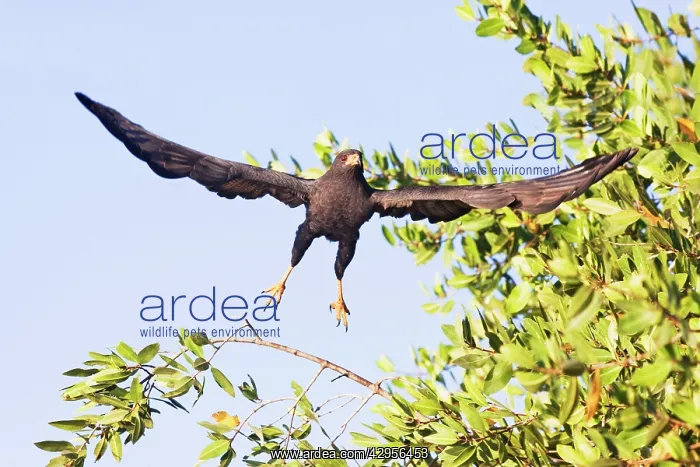 : Common Black-Hawk. Adult : Common Black-Hawk. Adult