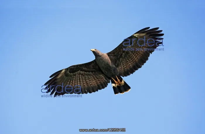: Common Black-Hawk. Adult in flight : Common Black-Hawk. Adult in flight