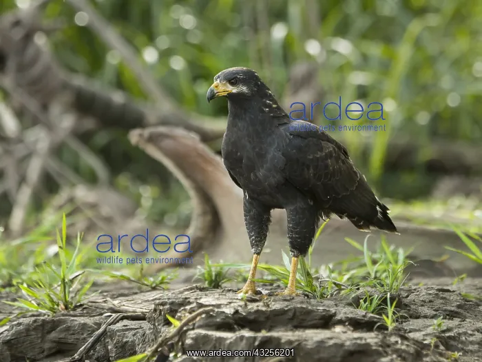 : Common Black Hawk (Buteogallus anthracinus) foc : Common Black Hawk (Buteogallus anthracinus) foc