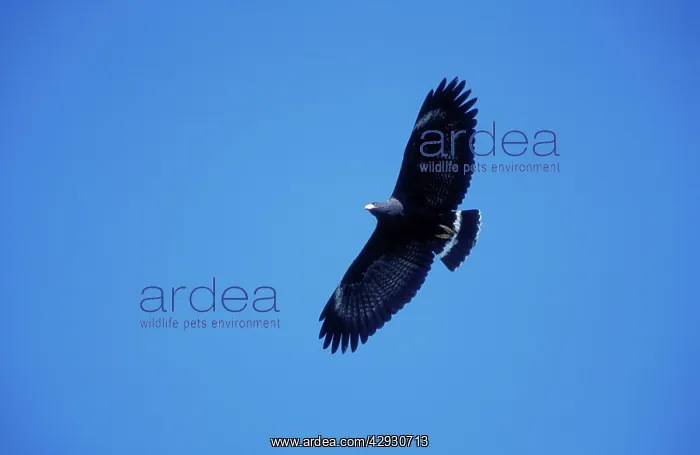 : Common Black Hawk - in flight : Common Black Hawk - in flight