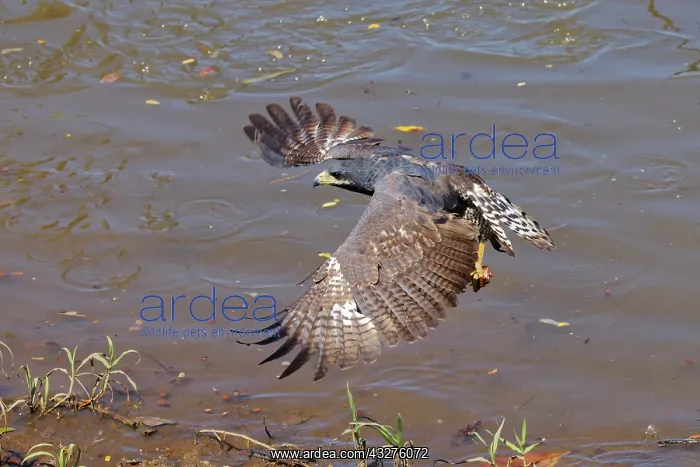 : Common Black Hawk - in flight Buteogallus anthracinus Tarcol : Common Black Hawk - in flight Buteogallus anthracinus Tarcol