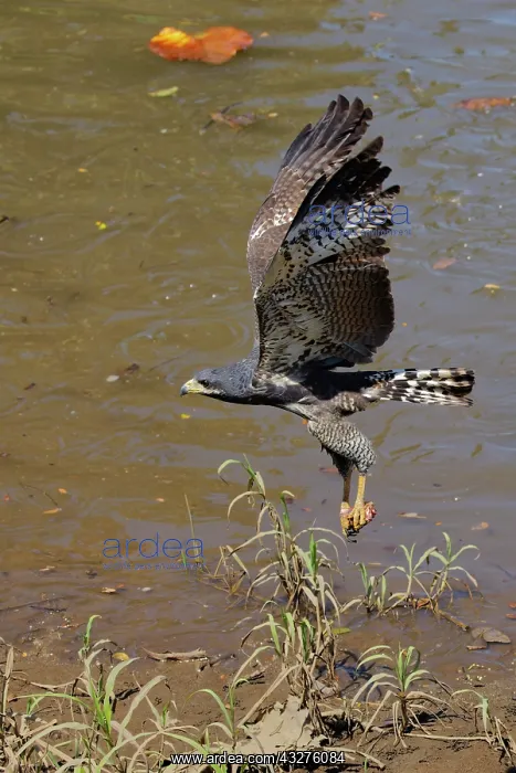 : Common Black Hawk - in flight Buteogallus anthracinus Tarcol : Common Black Hawk - in flight Buteogallus anthracinus Tarcol