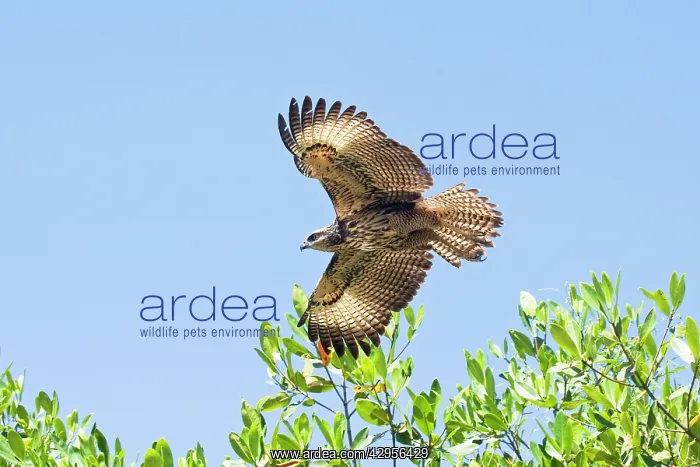 : Common Black-Hawk. Immature in flight : Common Black-Hawk. Immature in flight