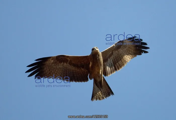 : Common Black Kite - lacking the diagnostic forked tail : Common Black Kite - lacking the diagnostic forked tail