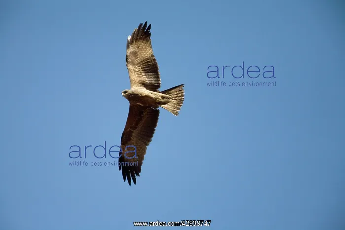 : Common Black Kite - lacking the diagnostic forked tail : Common Black Kite - lacking the diagnostic forked tail