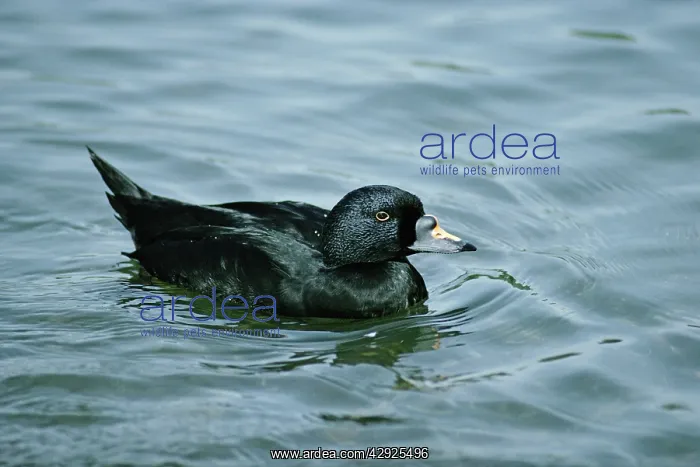 : Common / Black Scoter DUCK - male, on water : Common / Black Scoter DUCK - male, on water