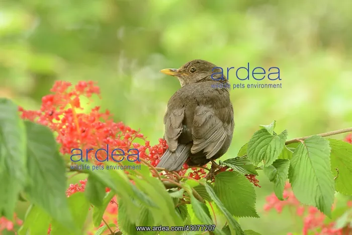 : Common Blackbird : Common Blackbird