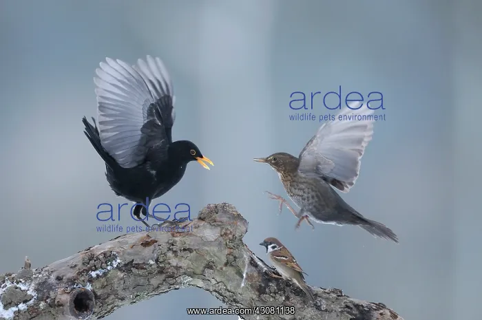 : Common Blackbird : Common Blackbird
