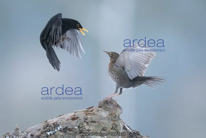 : Common Blackbird : Common Blackbird