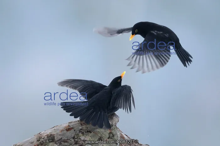 : Common Blackbird : Common Blackbird
