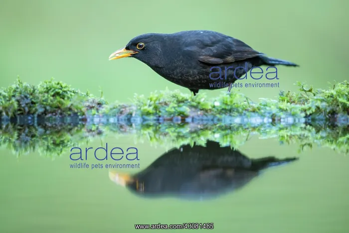 : Common Blackbird : Common Blackbird