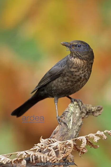  : Common Blackbird