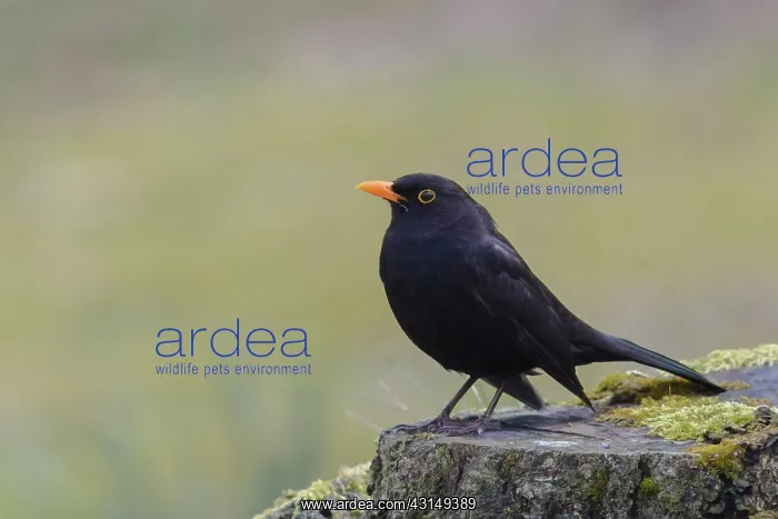 : Common Blackbird : Common Blackbird