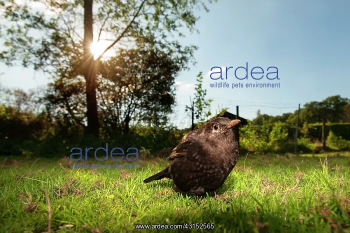 : Common Blackbird : Common Blackbird