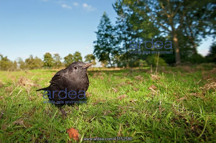 : Common Blackbird : Common Blackbird