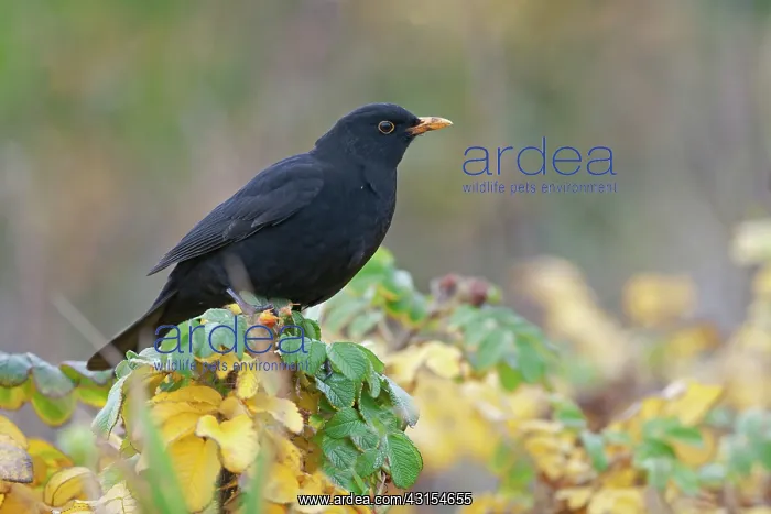 : Common Blackbird : Common Blackbird