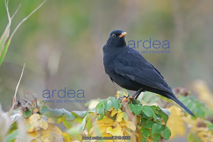 : Common Blackbird : Common Blackbird