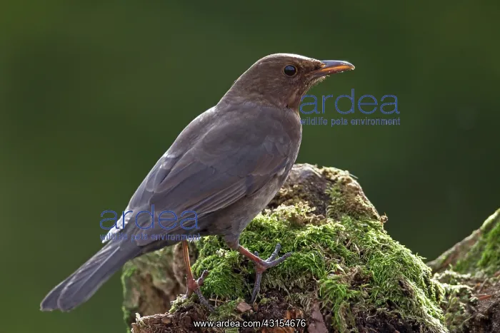 : Common Blackbird : Common Blackbird