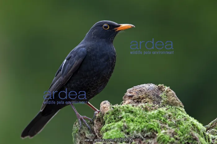 : Common Blackbird : Common Blackbird