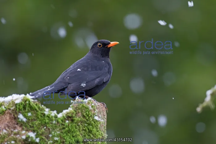 : Common Blackbird : Common Blackbird