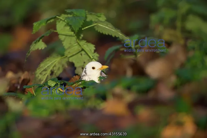 : Common Blackbird : Common Blackbird