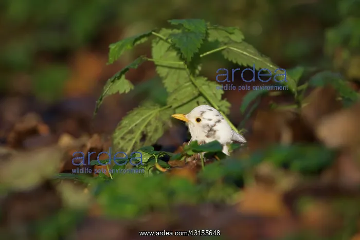  : Common Blackbird