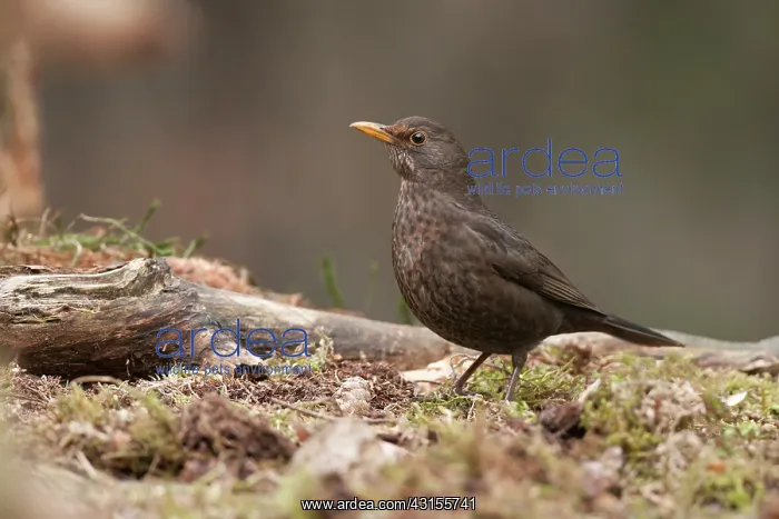 : Common Blackbird : Common Blackbird