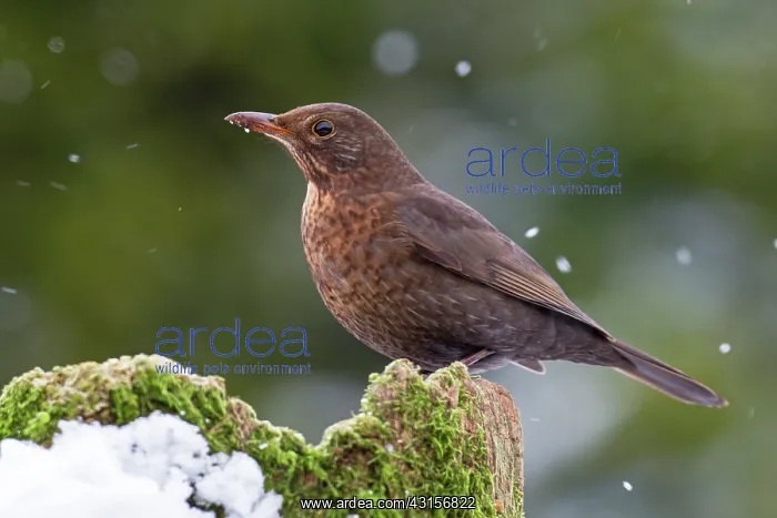 : Common Blackbird : Common Blackbird