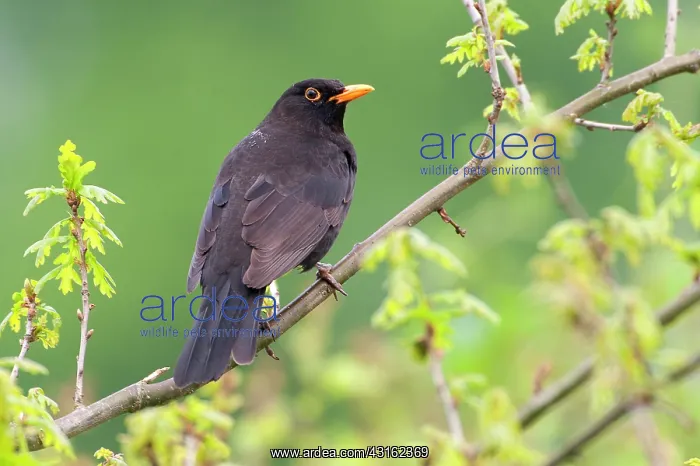 : Common Blackbird : Common Blackbird