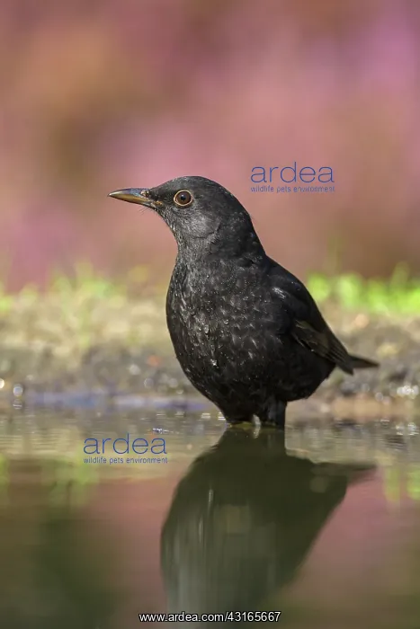: Common Blackbird : Common Blackbird