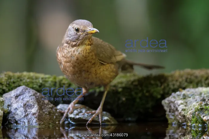 : Common Blackbird : Common Blackbird