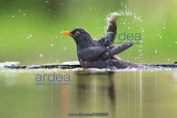 : Common Blackbird : Common Blackbird